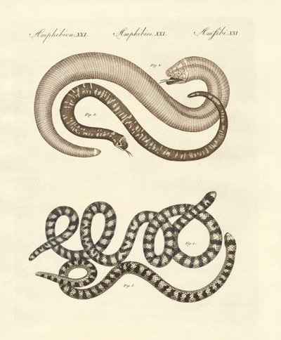 Different kinds of snake by German School