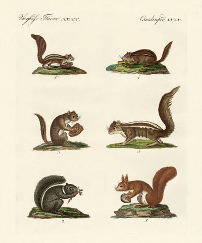 Different Kinds of Squirrels by German School