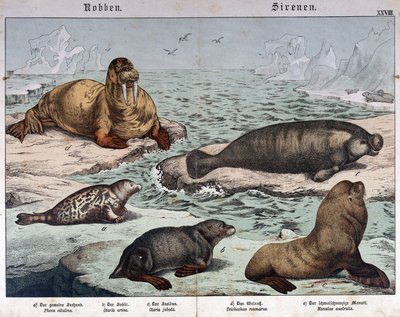 Different types of seals (marbled seal on the left), walrus (top left) and sea lions - in 