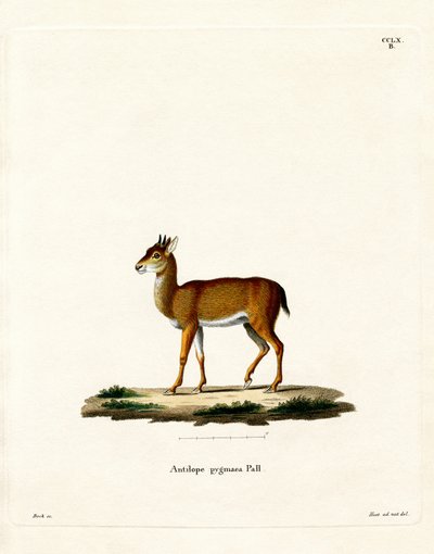 Dik-dik by German School