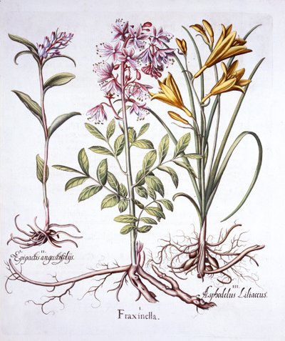 Dittany, White Helleborine and Yellow Day Lily, from Hortus Eystettensis by German School