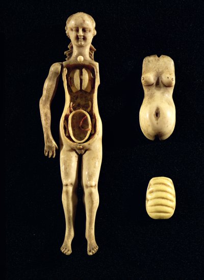 Doll showing the anatomy of the human body by German School