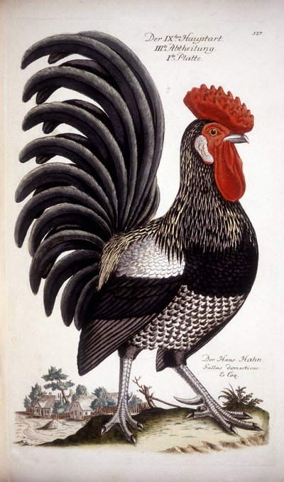 Domestic Rooster - German Treatise of the 18th century by German School