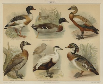 Ducks by German School