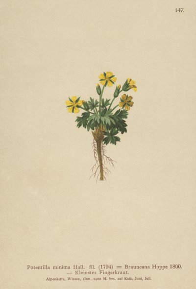 Dwarf Cinquefoil by German School