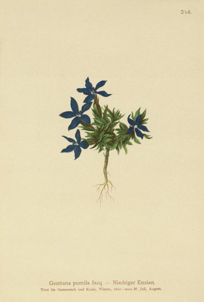 Dwarf Gentian by German School