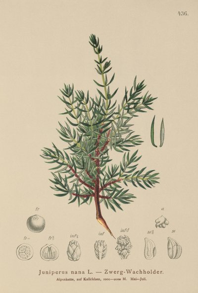 Dwarf Juniper by German School