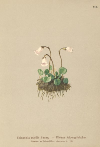 Dwarf Snowbell by German School