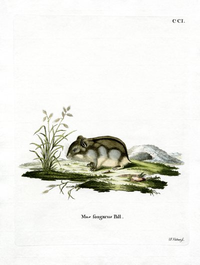 Dzhungarian Dwarf Hamster by German School