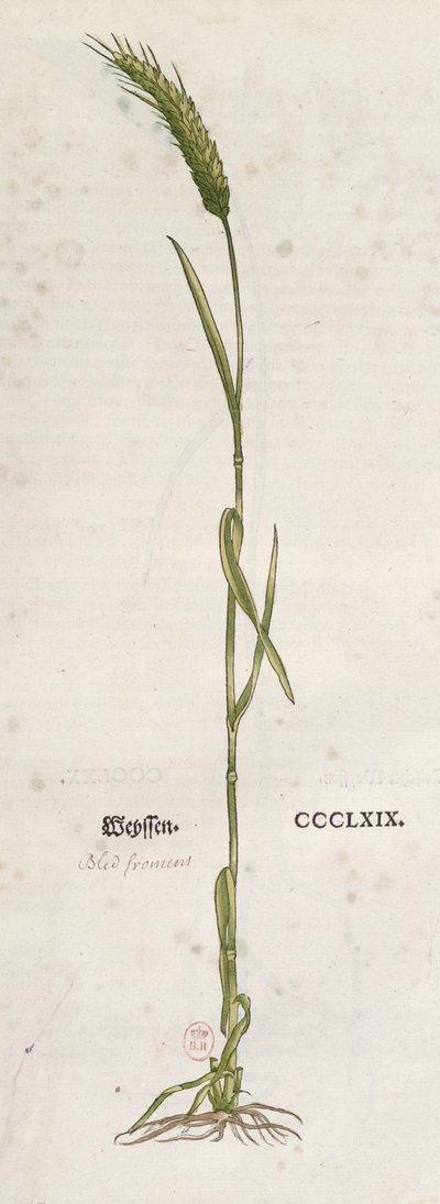 Ear of wheat, from The Herbarium by Leonhart Fuchs, published in Basel, 1555 by German School