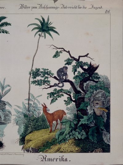 Educational Poster Featuring Flora and Fauna of South America, Right Side, Published by F. Wentzel, Weissenburg, 1840 by German School