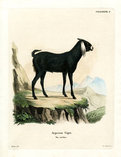 Egyptian Goat by German School