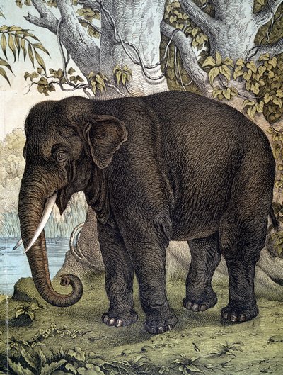 Elephant - in 