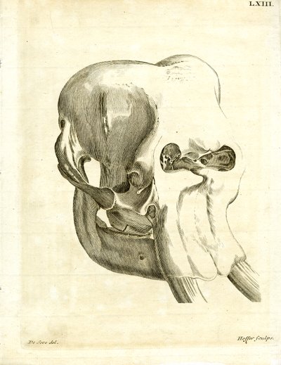 Elephant Skull by German School