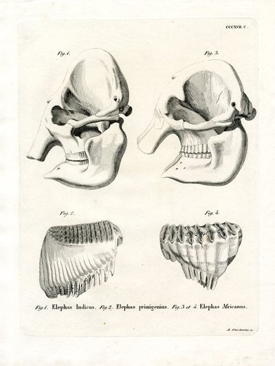 Elephant Skulls by German School