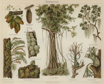 Epiphytes by German School