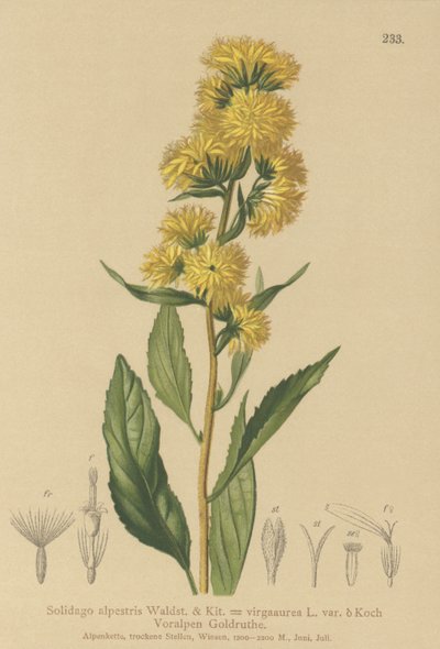 European Goldenrod by German School