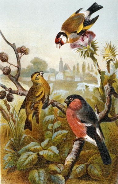European Goldfinch, Icterine Greenbul and Eurasian Bullfinch, plate from 