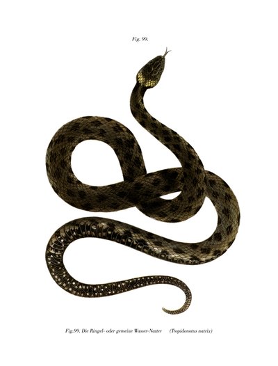 European Grass Snake by German School