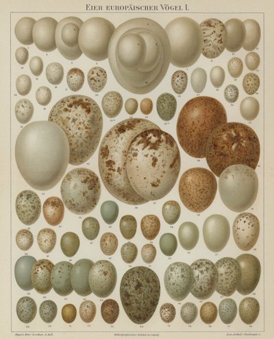 European birds