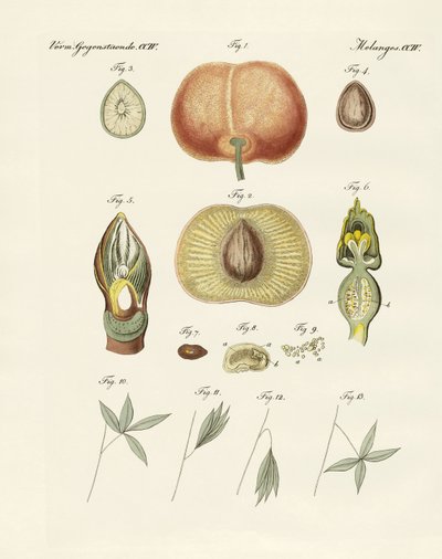 Evolution and reproduction of plants and sleep of the leaves by German School
