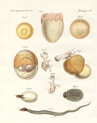 Evolution of hens, pigeons and snake from eggs by German School