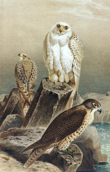 Falcon, plate from 