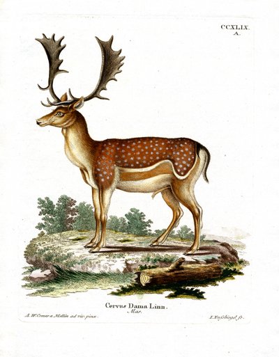 Fallow Deer by German School