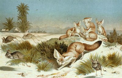Fennec Fox, plate from 