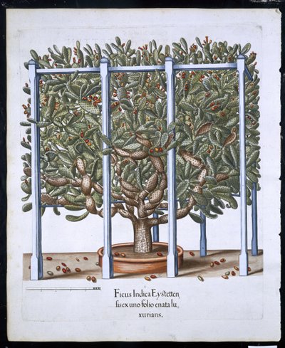 Ficus Indica Eystten from Hortus Eystettensis by Basil Besler, pub. 1613 by German School