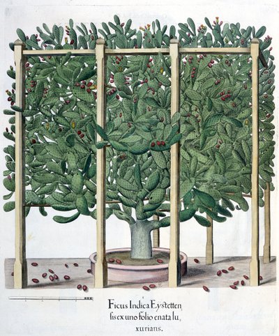 Ficus Indica Eystettensis, from the Hortus Eystettensis by Basil Besler, pub. 1613 by German School