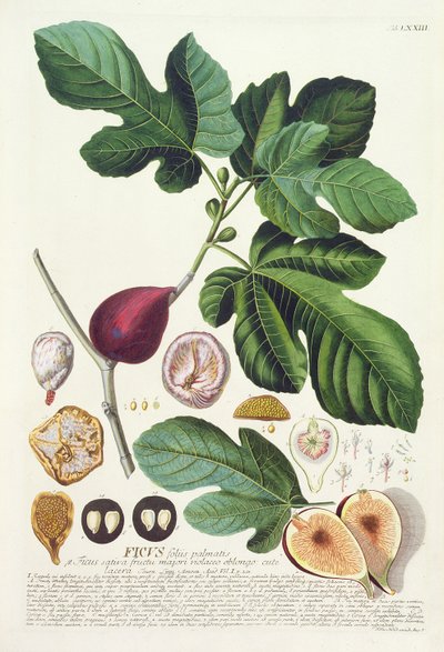 Fig, engraved by Johann Jakob Haid, plate 73 from a botanical book, pub. by Augustus Vind by German School