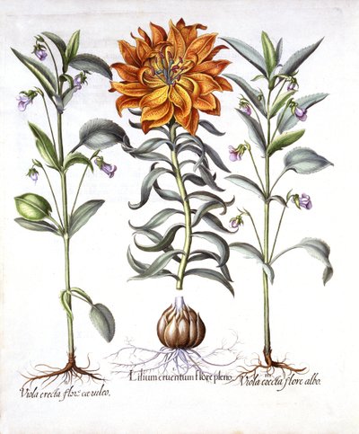 Fire Lily and Viola, from Hortus Eystettensis by German School