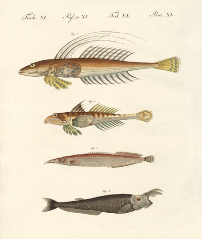 Fish with a strange form by German School