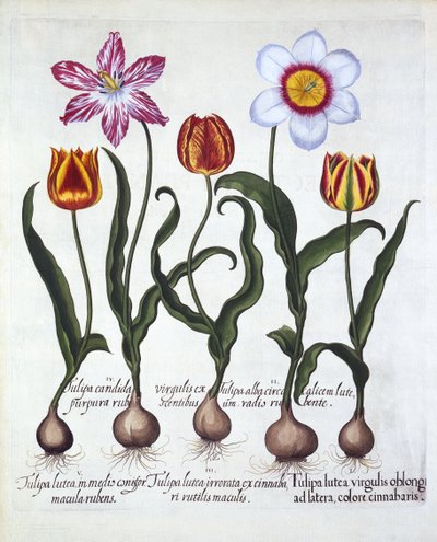 Five Tulips, from Hortus Eystettensis by German School