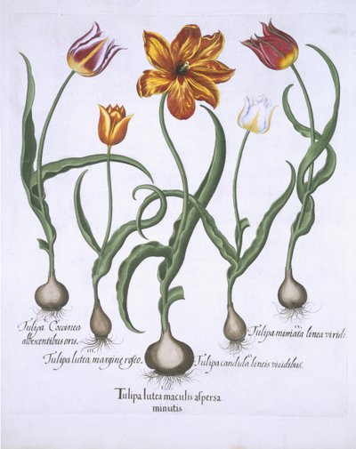 Five Tulips, from Hortus Eystettensis by Basil Besler, pub. 1613 by German School