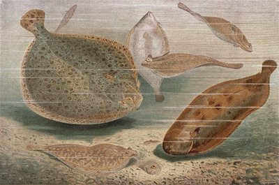 Flat Fish, plate from Brehms Tierleben by German School