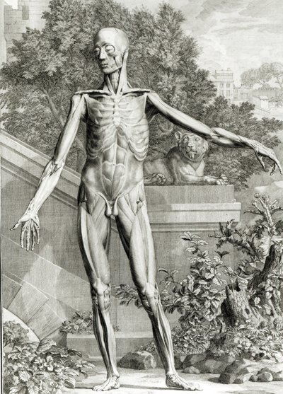 Flayed body, from Tables of the Skeleton and Muscles of the Human Body by Bernard Siegfried Albinus by German School