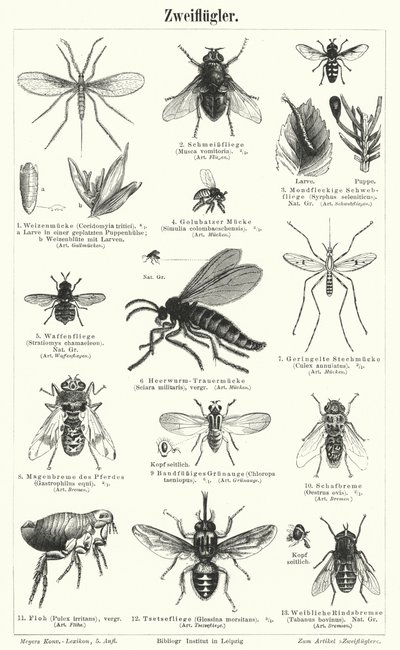 Flies by German School