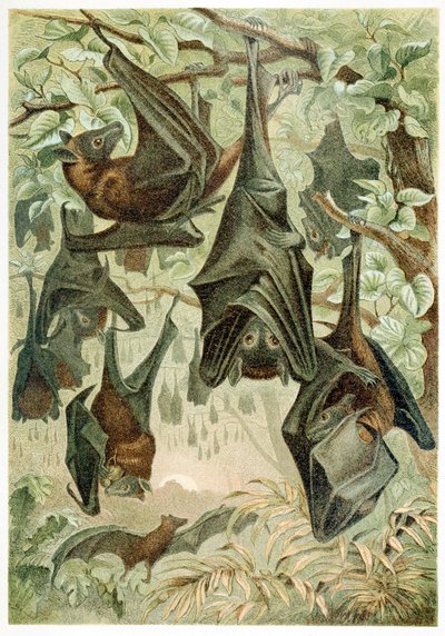 Flying Foxes, from Brehms Tierleben by German School