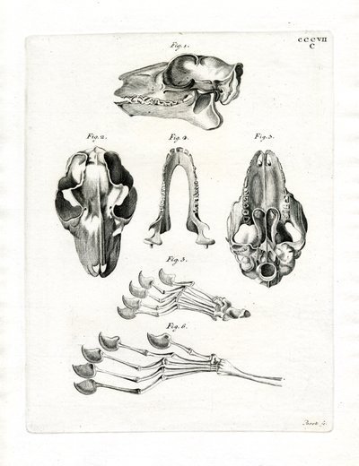 Flying Lemur Skull by German School
