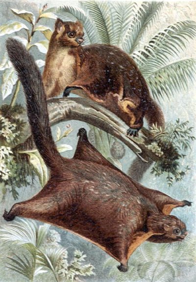 Flying Squirrel, plate from Brehms Tierleben by German School