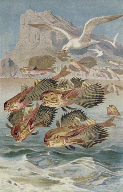 Flying Gurnard, plate from Brehms Tierleben by German School
