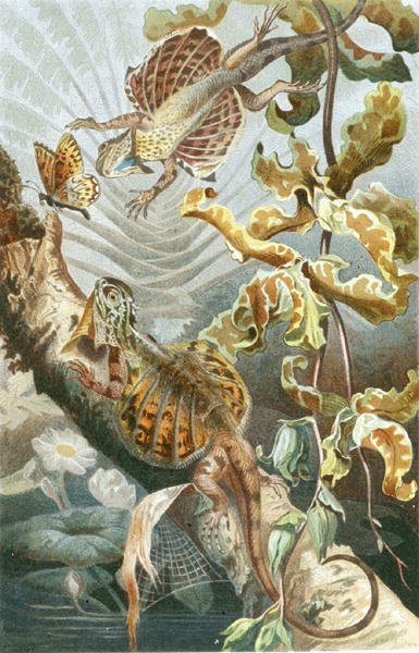 Flying Lizard, plate from "Brehms Tierleben: Allgemeine Kunde des Tierreichs", vol.7, p.51, published by Bibliographisches Institut by German School