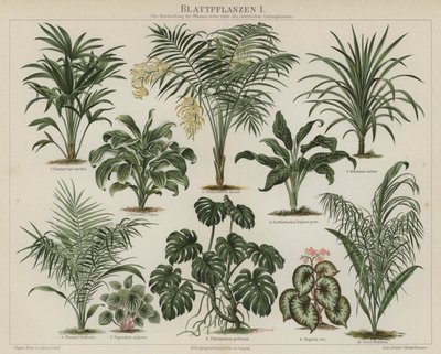 Foliage plants by German School