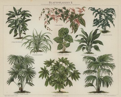 Foliage plants by German School