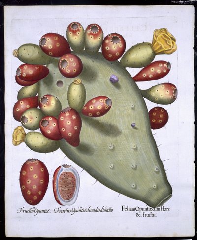 Folium Opuntia from Hortus Eystettensis by Basil Besler, pub. 1613 by German School