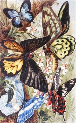 Foreign Butterflies, plate from 