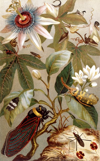 Foreign Cicadas, plate from Brehms Tierleben by German School