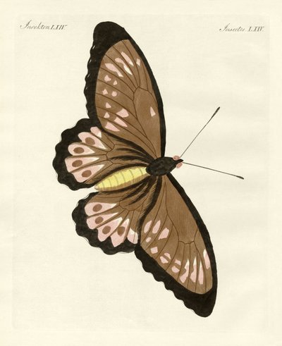 Foreign Butterflies of a Phenomenal Size by German School